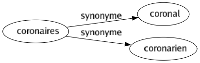 Synonyme de Coronaires : Coronal Coronarien 