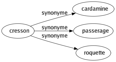 Synonyme de Cresson : Cardamine Passerage Roquette 