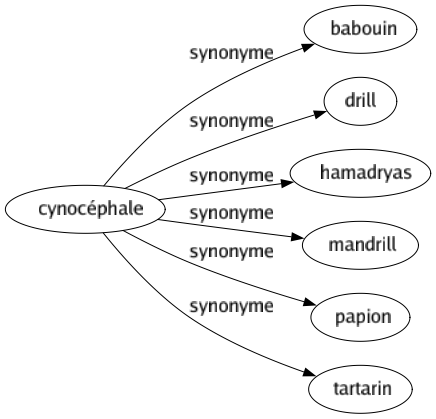 Synonyme de Cynocéphale : Babouin Drill Hamadryas Mandrill Papion Tartarin 