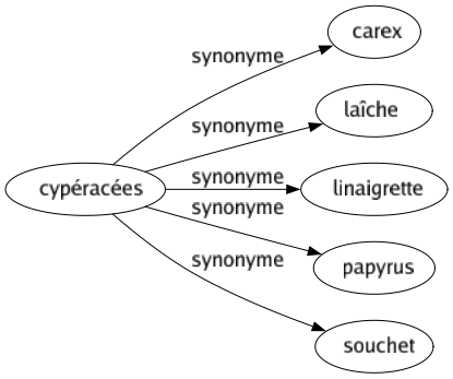 Synonyme de Cypéracées : Carex Laîche Linaigrette Papyrus Souchet 
