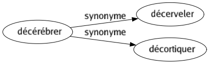 Synonyme de Décérébrer : Décerveler Décortiquer 