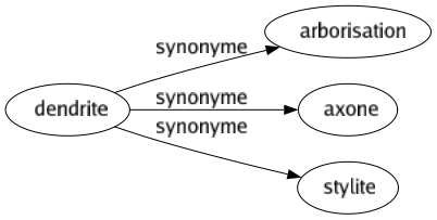 Synonyme de Dendrite : Arborisation Axone Stylite 