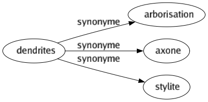 Synonyme de Dendrites : Arborisation Axone Stylite 