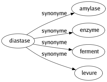 Synonyme de Diastase : Amylase Enzyme Ferment Levure 