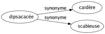 Synonyme de Dipsacacée : Cardère Scabieuse 