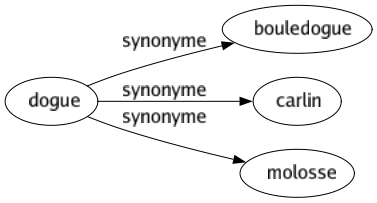 Synonyme de Dogue : Bouledogue Carlin Molosse 