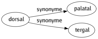 Synonyme de Dorsal : Palatal Tergal 