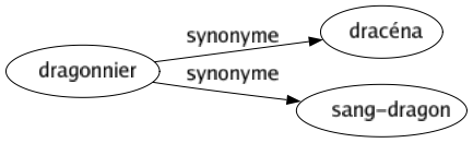 Synonyme de Dragonnier : Dracéna Sang-dragon 