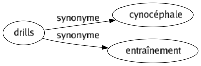 Synonyme de Drills : Cynocéphale Entraînement 