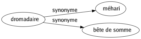 Synonyme de Dromadaire : Méhari Bête de somme 