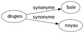 Synonyme de Drupes : Baie Noyau 