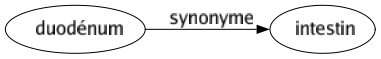 Synonyme de Duodénum : Intestin 