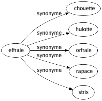 Synonyme de Effraie : Chouette Hulotte Orfraie Rapace Strix 