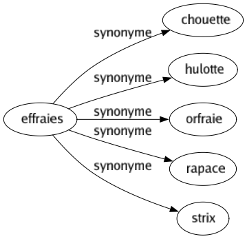 Synonyme de Effraies : Chouette Hulotte Orfraie Rapace Strix 