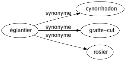 Synonyme de Églantier : Cynorrhodon Gratte-cul Rosier 