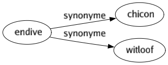 Synonyme de Endive : Chicon Witloof 