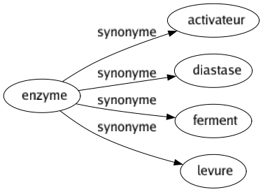 Synonyme de Enzyme : Activateur Diastase Ferment Levure 