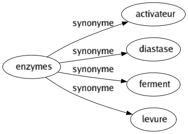 Synonyme de Enzymes : Activateur Diastase Ferment Levure 