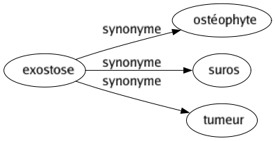 Synonyme de Exostose : Ostéophyte Suros Tumeur 