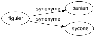 Synonyme de Figuier : Banian Sycone 