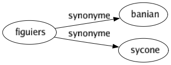 Synonyme de Figuiers : Banian Sycone 