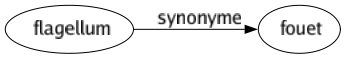 Synonyme de Flagellum : Fouet 