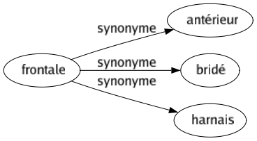 Synonyme de Frontale : Antérieur Bridé Harnais 