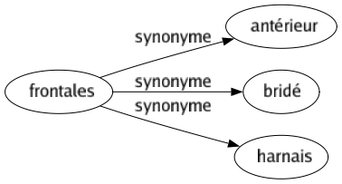 Synonyme de Frontales : Antérieur Bridé Harnais 