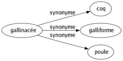 Synonyme de Gallinacée : Coq Galliforme Poule 