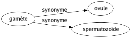 Synonyme de Gamète : Ovule Spermatozoïde 