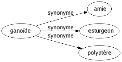 Synonyme de Ganoïde : Amie Esturgeon Polyptère 