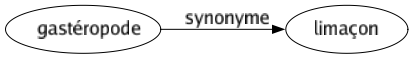 Synonyme de Gastéropode : Limaçon 