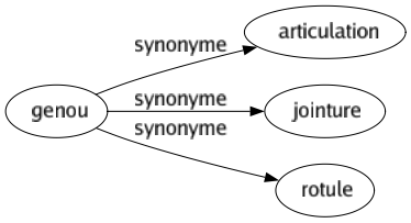 Synonyme de Genou : Articulation Jointure Rotule 