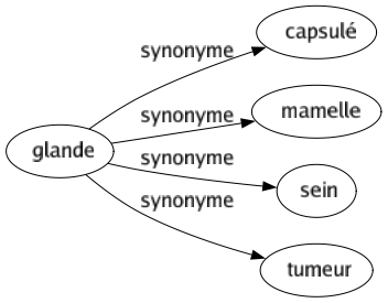 Synonyme de Glande : Capsulé Mamelle Sein Tumeur 