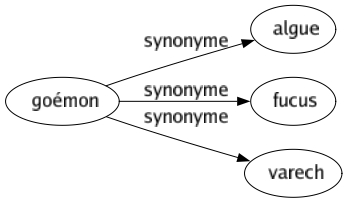 Synonyme de Goémon : Algue Fucus Varech 