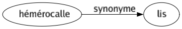 Synonyme de Hémérocalle : Lis 