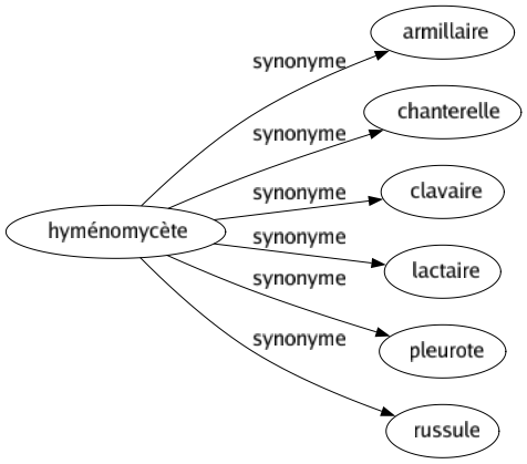 Synonyme de Hyménomycète : Armillaire Chanterelle Clavaire Lactaire Pleurote Russule 