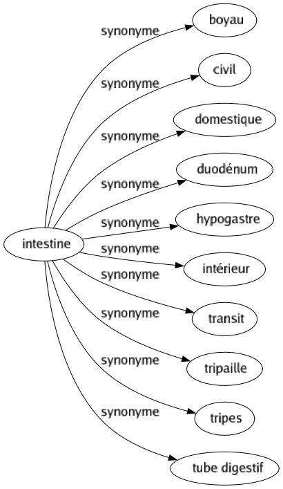 Synonyme de Intestine : Boyau Civil Domestique Duodénum Hypogastre Intérieur Transit Tripaille Tripes Tube digestif 