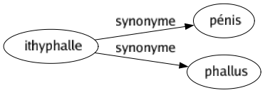 Synonyme de Ithyphalle : Pénis Phallus 