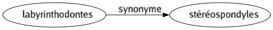 Synonyme de Labyrinthodontes : Stéréospondyles 