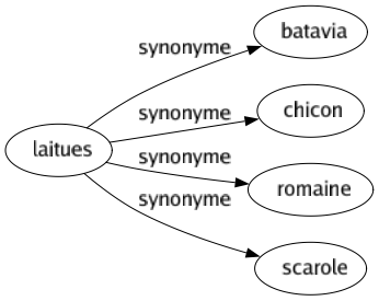 Synonyme de Laitues : Batavia Chicon Romaine Scarole 