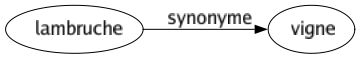 Synonyme de Lambruche : Vigne 