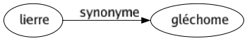 Synonyme de Lierre : Gléchome 