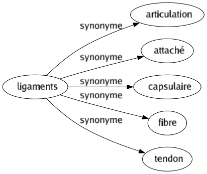 Synonyme de Ligaments : Articulation Attaché Capsulaire Fibre Tendon 