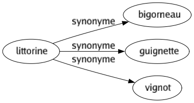 Synonyme de Littorine : Bigorneau Guignette Vignot 