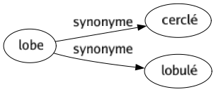 Synonyme de Lobe : Cerclé Lobulé 