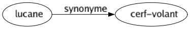 Synonyme de Lucane : Cerf-volant 