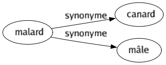 Synonyme de Malard : Canard Mâle 