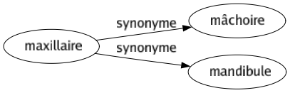 Synonyme de Maxillaire : Mâchoire Mandibule 