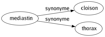 Synonyme de Mediastin : Cloison Thorax 